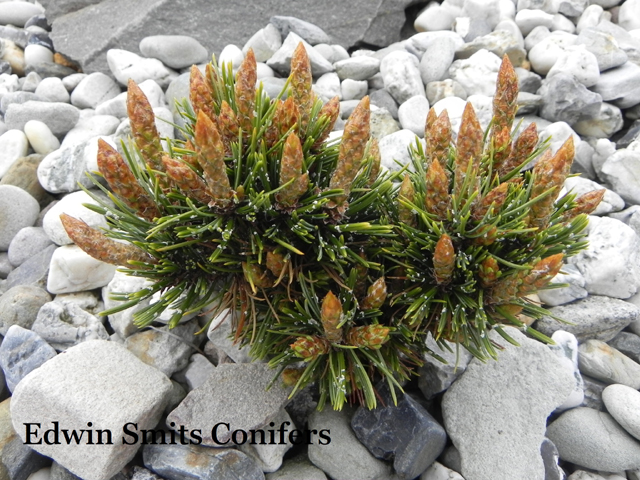 Pinus aristata 'Elko Run'